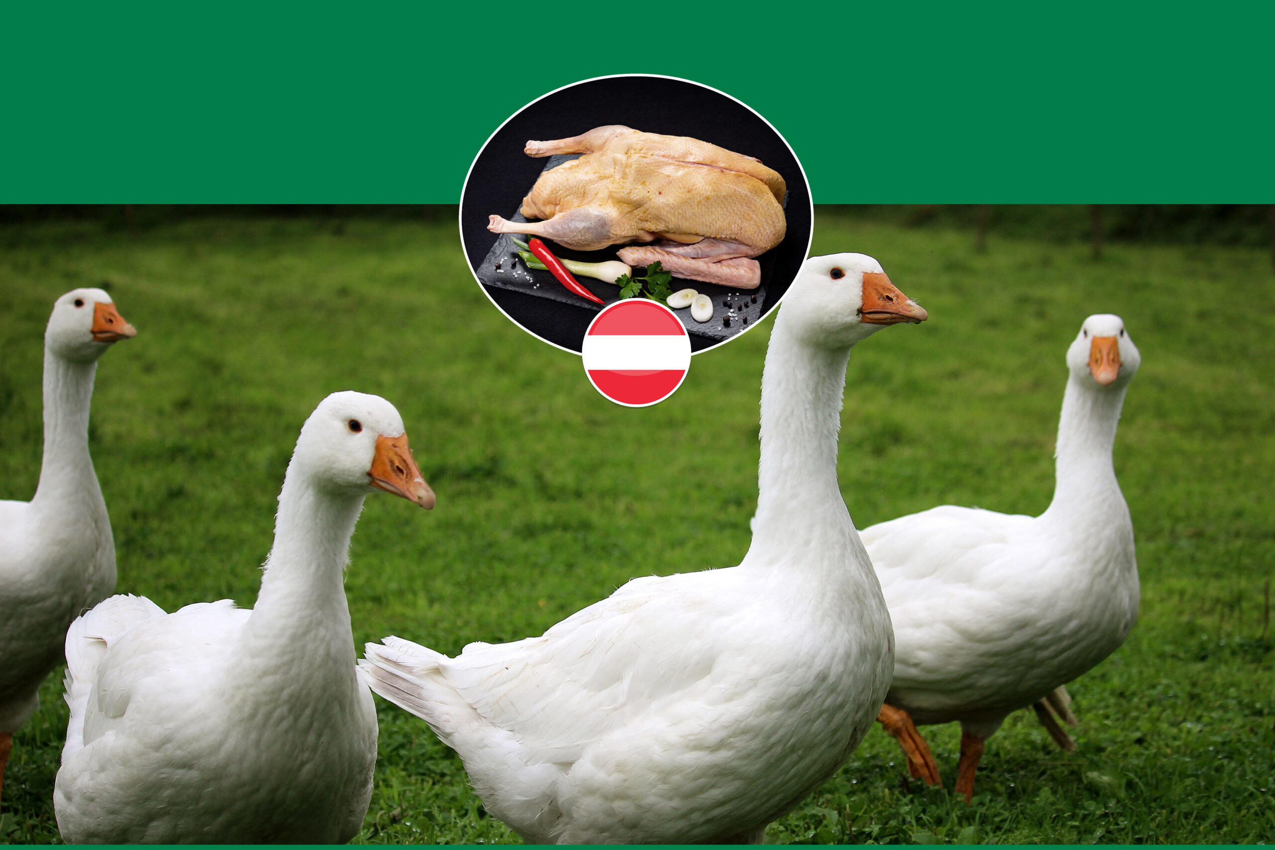 österreichische Weidegänse Österreichische Weidegänse